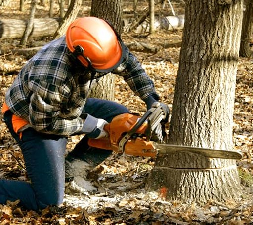 Tree Removal in Walshville, IL